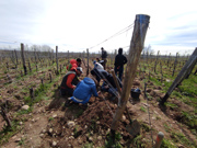 Les stagiaires greffant